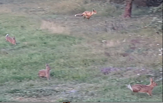 Fox and bunnies, Messe Freiburg